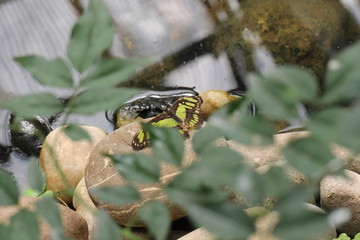 exotic butterfly