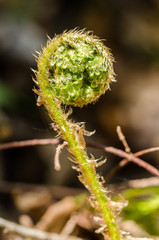 Fototapeta premium A little fern starting to open in a forest