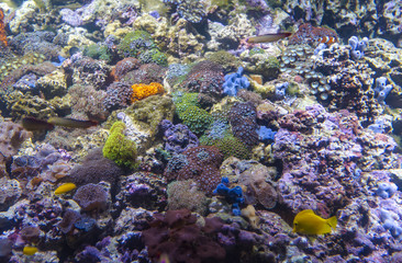 Big aquarium or oceanarium with imitation of coral reef