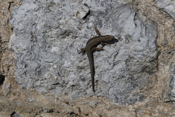 common wall lizard