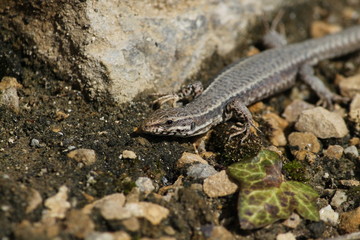 common wall lizard