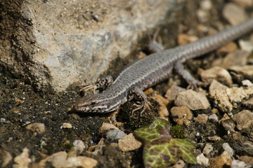 common wall lizard