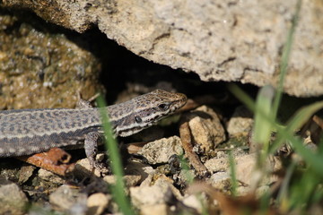 common wall lizard
