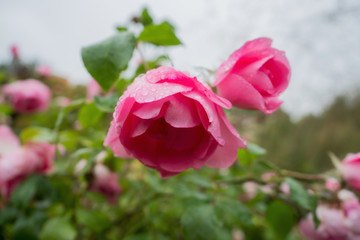 Obraz premium Pink rose with raindrops