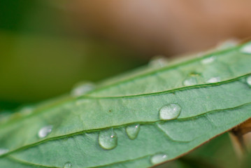 Drops of water on green leaf macro