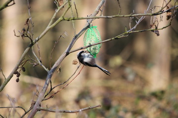long tailed tit