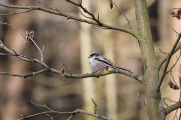 long tailed tit