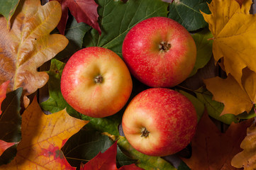 Beautiful juicy apples on a wooden table in the autumn foliage