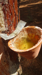 Gemmage en forêt landaise