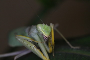 sphrodomantis lineola