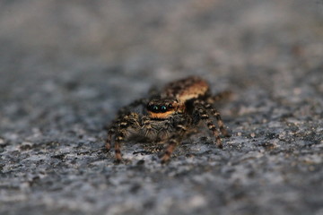 jumping spider