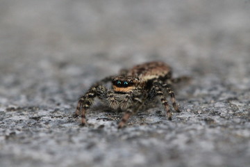 jumping spider