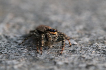 jumping spider