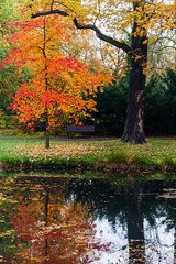 Autumn city park, old and young tree and their reflection in a river. colorful fall season