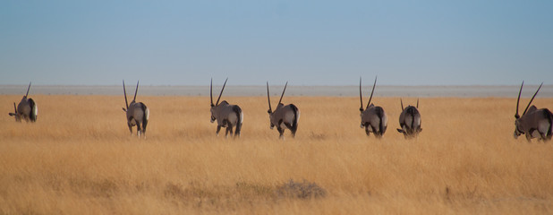 Oryx-Karawane
