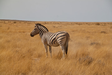 Zebra in Namibia
