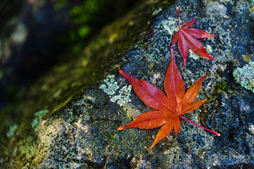 Red maple leaf on a wet stone, autumnal rainy day mood.  Fall rainy season background