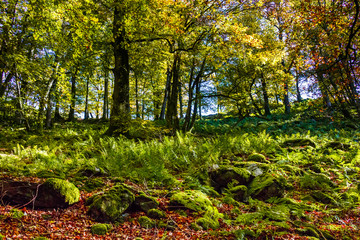 Buchenwald im Herbst - Hunsrück, Deutschland