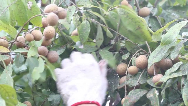 Harvesting longan
