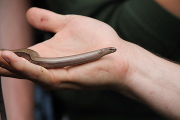Fototapeta premium slowworm