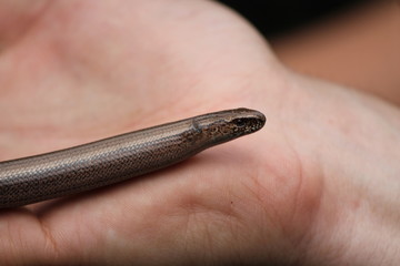 slowworm