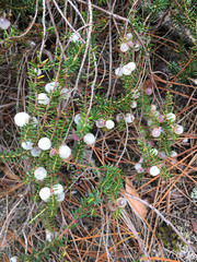 Forêt des Landes