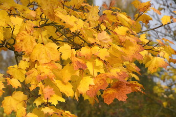 Ahorn in Herbstfarben in Eggesin