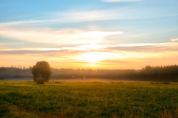 Summer landscape - field, grass, house, tree, forest, fog in the morning