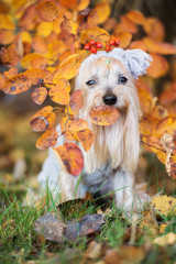 adorable yorkshire terrier dog posing in a hoodie in autumn