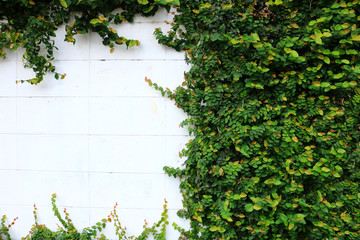 green creeper plant on wall