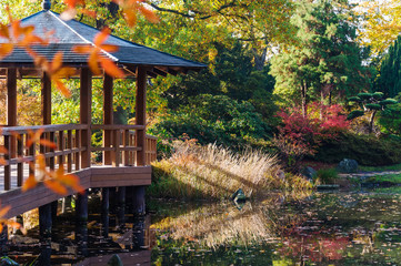 Wooden bridge and alcove on a lake in autumn japanese garden. Fall season in a city park on sunny day. Golden foliage and beautiful warm weather
