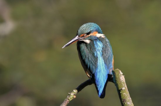 Kingfisher perched on a branch in its natural habitat (Alcedo atthis)