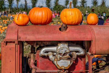 Pumpkins on old tractor in pumpkin patch
