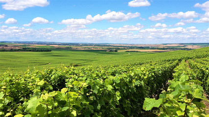 Fototapeta na wymiar Champagne green summer vineyards