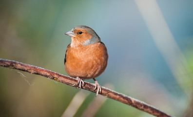 common chaffinch bird perched on a tree branch during autumn