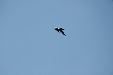 black headed gull