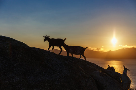Mountain goat at sunrise