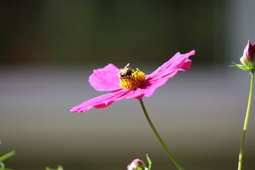 insecte on flower