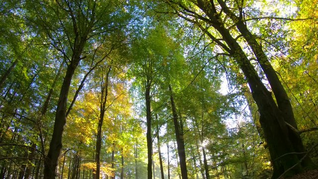Buchenwald, Herbstwald, Herbstfärbung, bunte Blätter, indian summer, Laubbäume, Spessart, 4K