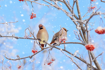 Two waxwings sitting on  branch of  mountain ash in the frost