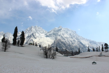 Obraz premium Snow mountain with sky and pine tree 