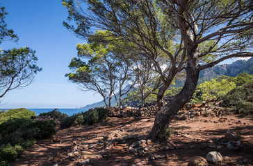 Fototapeta na wymiar Végétation à Port des Canonge sur l'île de Majorque (Îles Baléares, Espagne) 