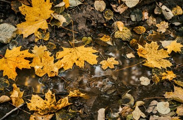 autumn
