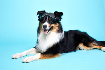 Schwarz weisser Hund mit Brille