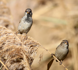 Male and female of house sparrow sits on the reed together