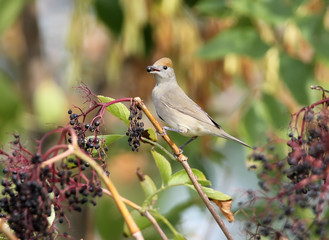 The Eurasian blackcap (Sylvia atricapilla) female with a berry in beak