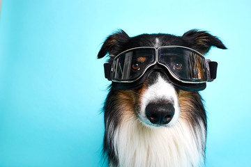 Schwarz weisser Hund mit Brille