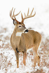 Whitetail Buck Portrait-Snow