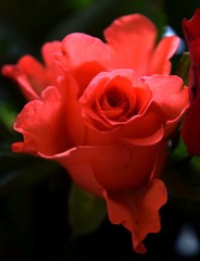 Abstrakte Nahaufnahme von roten Rosen, Zarten Rosenblätter in rot und apricot
