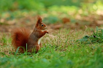 Naklejka na ściany i meble Fluffy red squirrel holding and eating a sunflower seed sitting in green grass